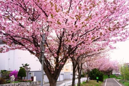 2012-5-3-桜近郊 016.jpg